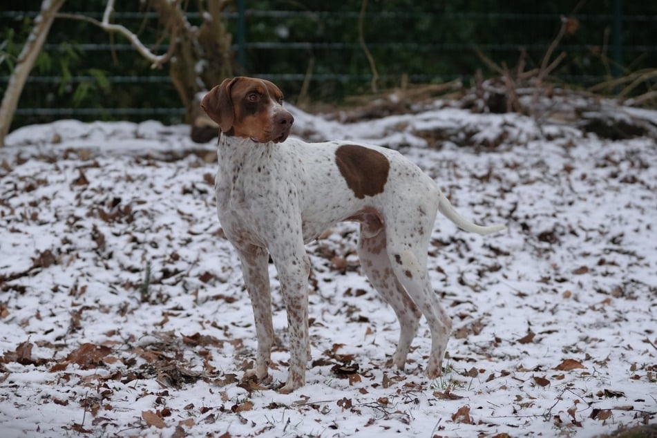 Der Hund ist gerne draußen in der Natur.