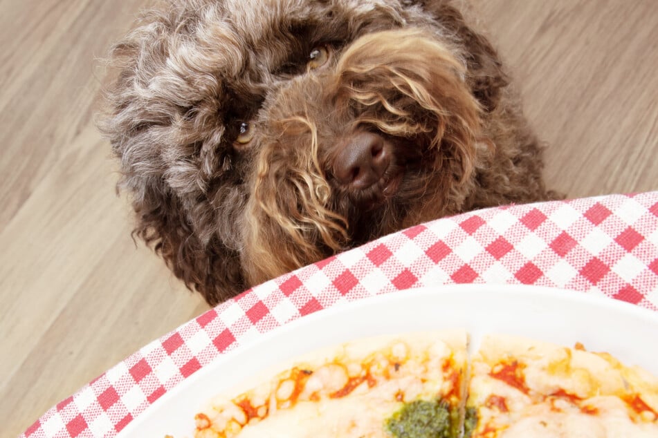 Hund frisst Pizza: Herrchen schreit so laut, dass die Polizei anrückt