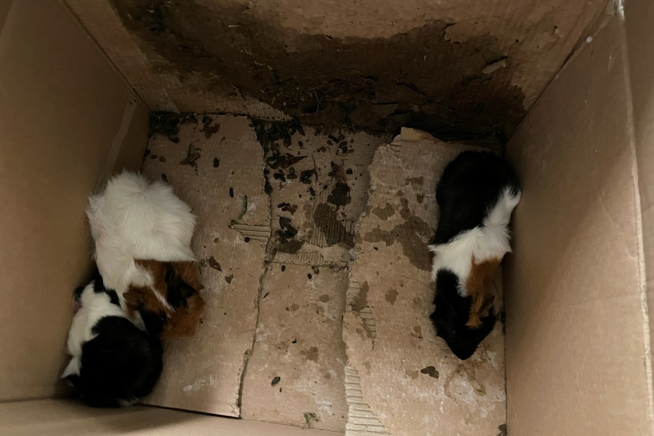 In Merseburg wurden drei Meerschweinchen in einem Karton ausgesetzt.