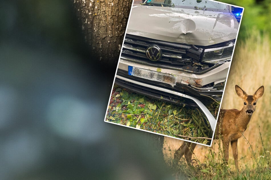 VW kracht gegen Baum: Reh bringt zwei Frauen ins Krankenhaus