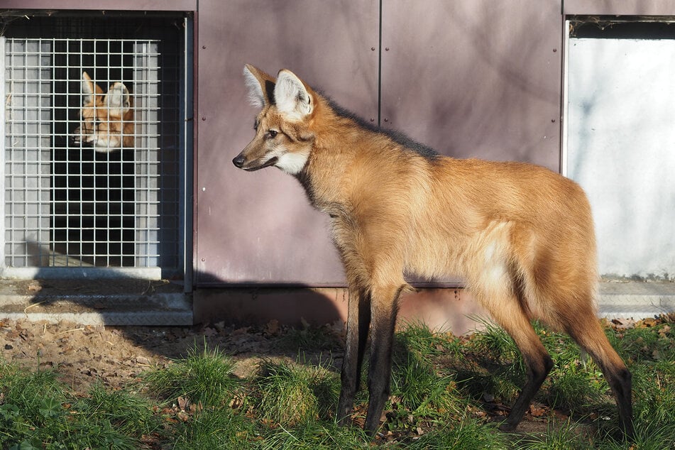 Zwei junge Mähnenwölfe leben seit kurzem wieder im Leipziger Zoo.