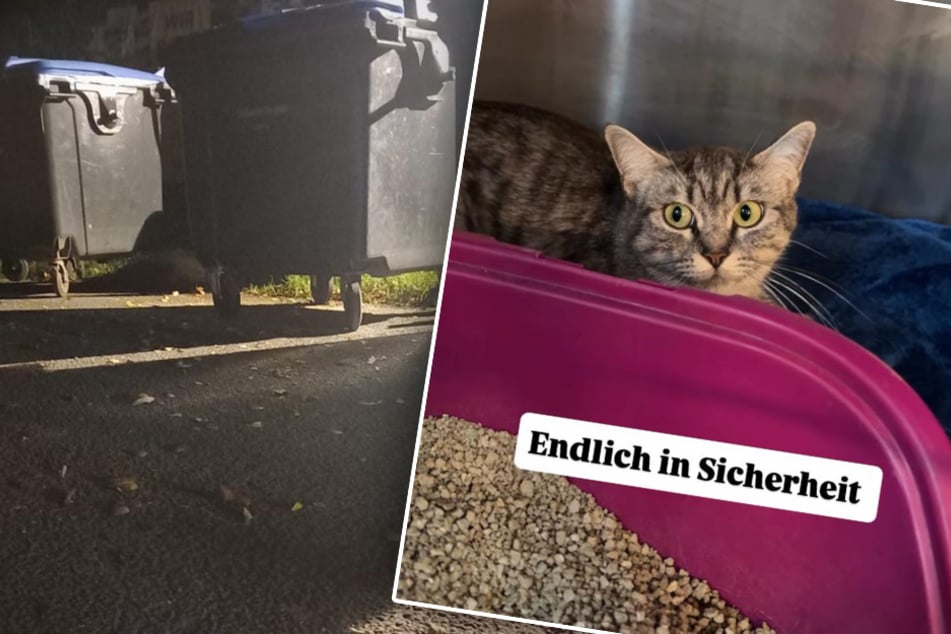 Die Katzen hatten vor und unter den Mülltonnen des Tierheims gekauert, ehe die Tierretter sie einfangen konnten.