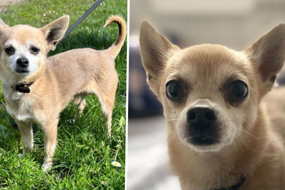 Misstrauischer Chihuahua wartet auf geduldige Menschen - Wer haucht ihm neues Leben ein?