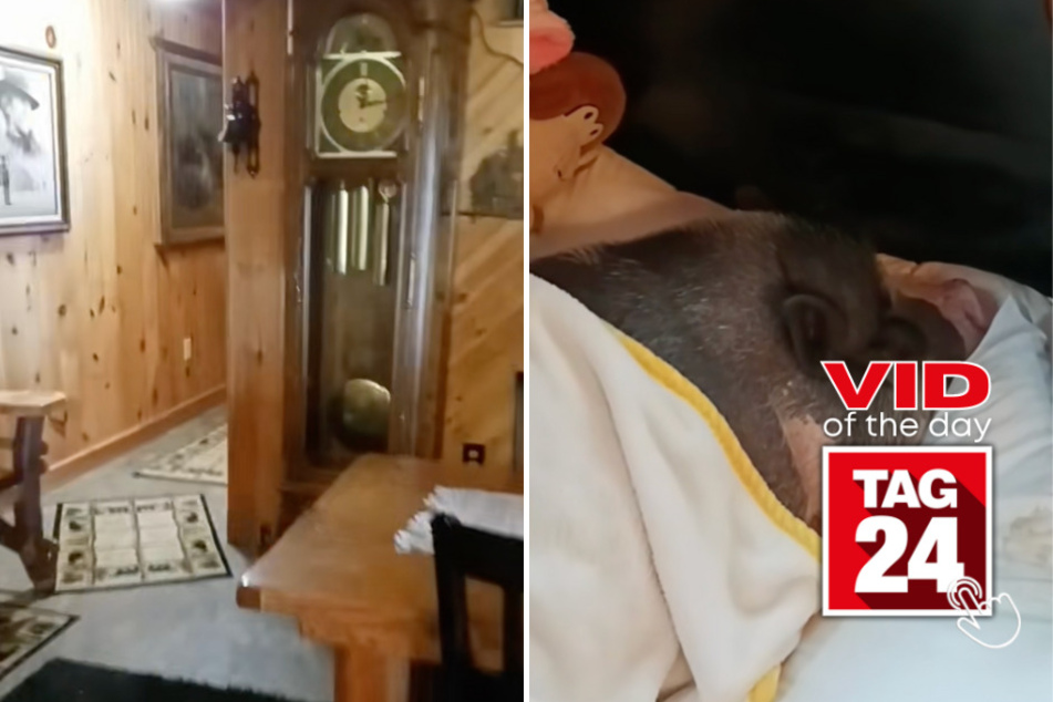 viral videos: Viral Video of the Day for September 1, 2023: Grumpy potbelly pig gets wake-up call