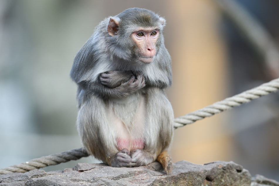 Makaken können Affenherpes übertragen. (Symbolbild)