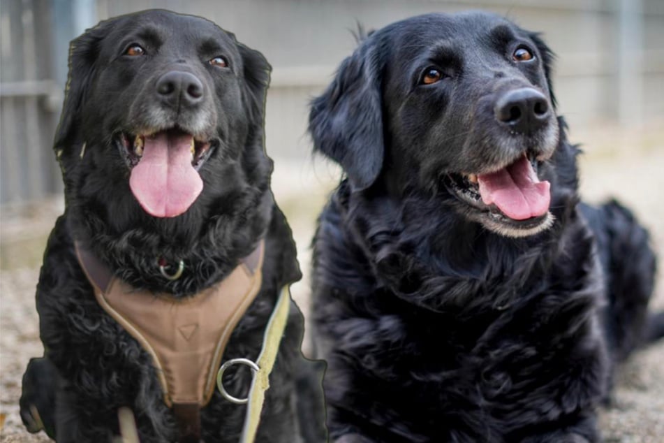 Nach acht Jahren plötzlich im Tierheim: Labrador-Mischling Sammy sucht den Neustart