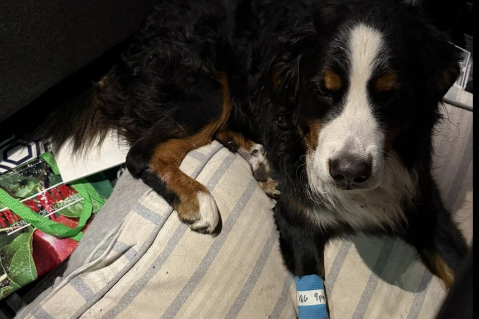 Charlie broke his thigh during his disappearance, but has since undergone surgery.