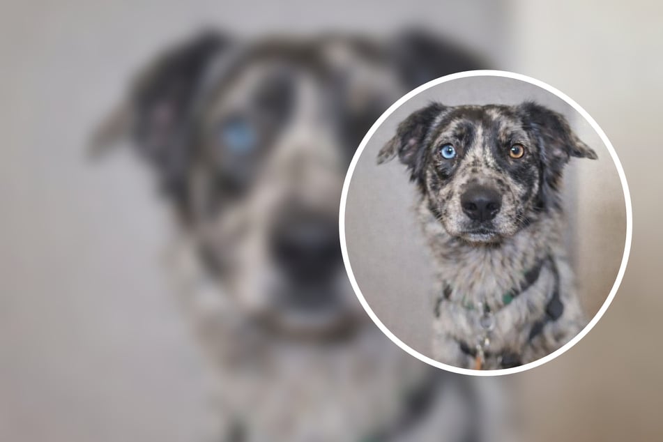 Junghund aus Animal-Hoarding-Hölle gerettet: Brian hofft auf einen Neuanfang