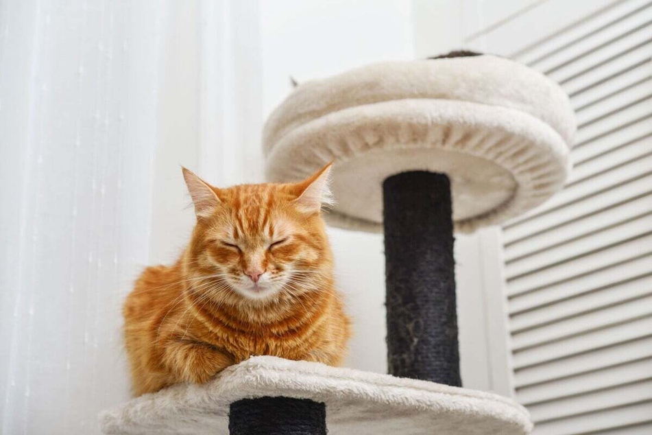 Cats love to sleep higher up in the room, so get them a cat tree before going away.