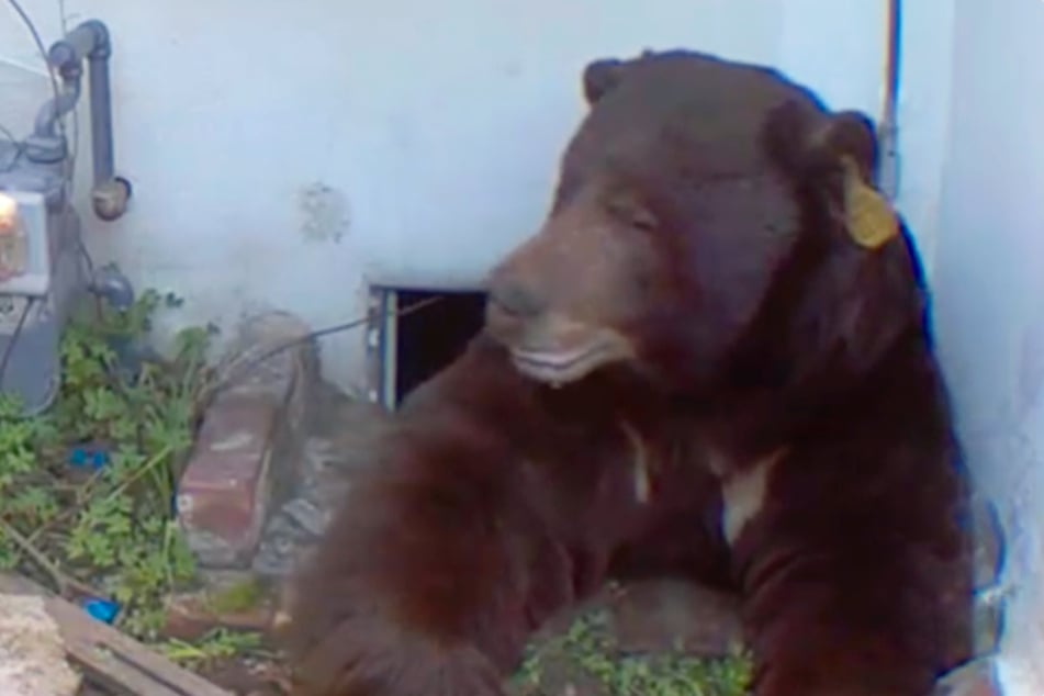Einem Bären will man wohl nicht unbedingt im eigenen Haus begegnen. Und ihn schon gar nicht als Untermieter haben.
