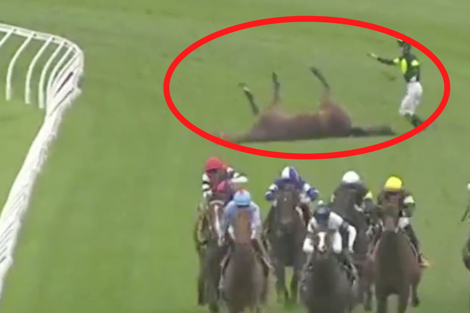 Anxious scenes played out as the animal struggled with death and the jockey quickly rushed to the animal's head to calm it down.