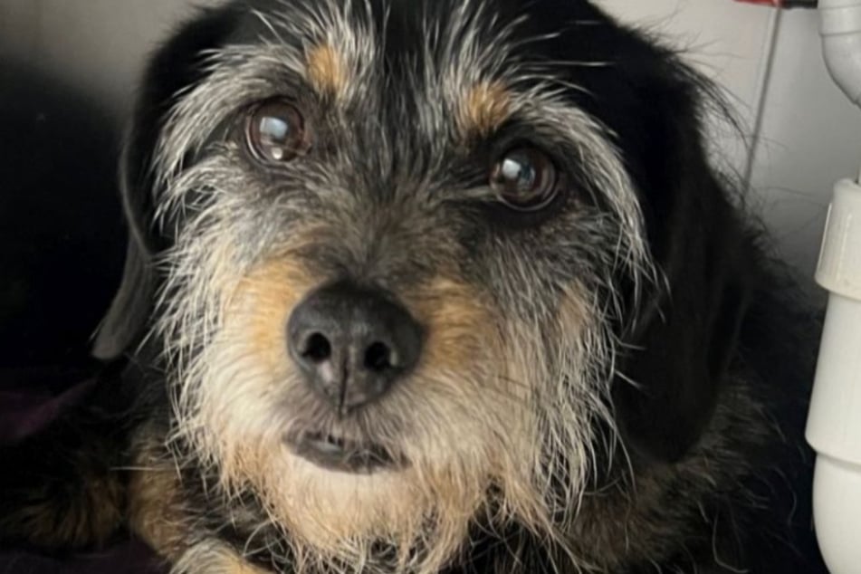 Elfi kam zusammen mit zwei weiteren Hunden ins Bergheimer Tierheim, nachdem ihr Frauchen verstorben war.