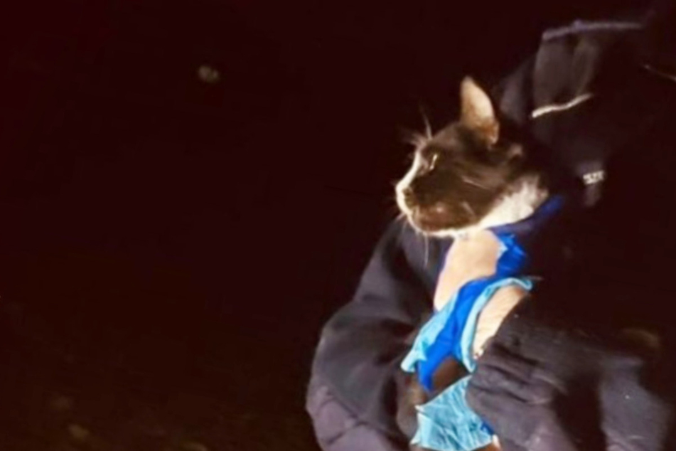 Schwarze Katze läuft über die Straße: Polizeieinsatz!