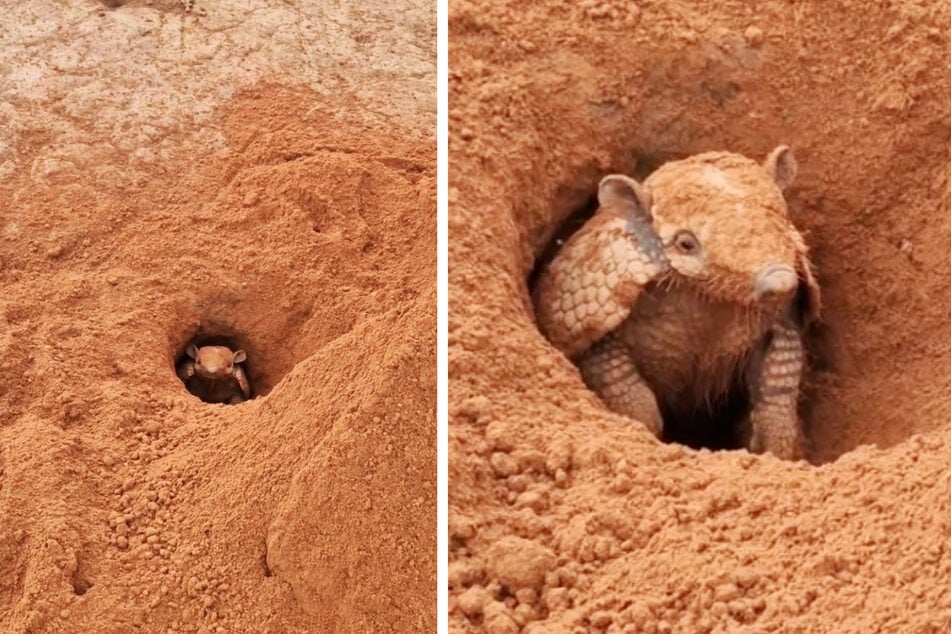 Ein buddelndes Gürteltier war die Erklärung für den Ackerfund.