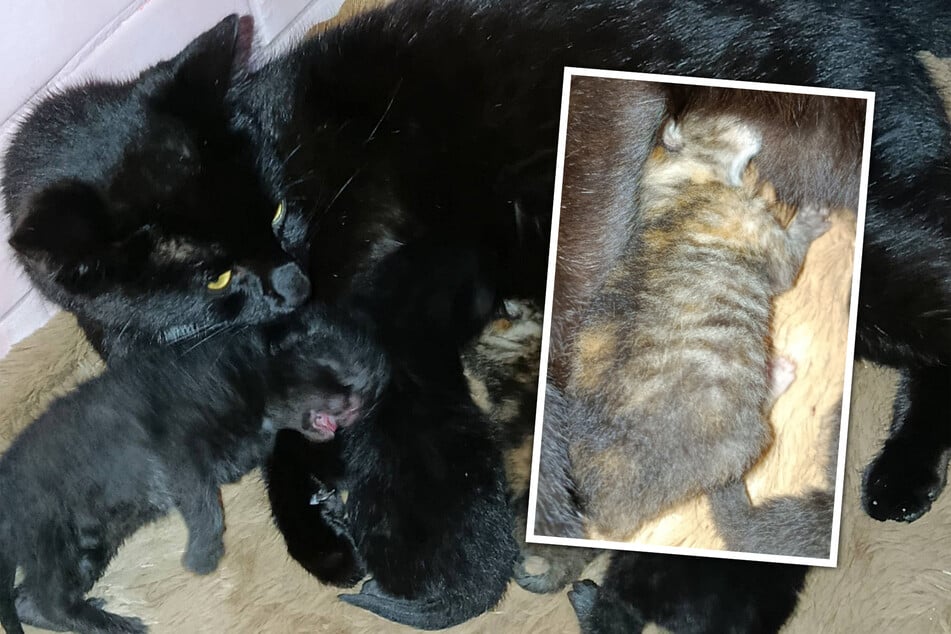 Für die kleine Pixie und zahlreiche weitere Katzen heißt es derzeit Daumendrücken.