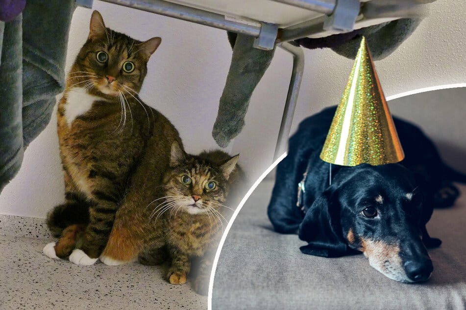 Panik bei Feuerwerk: Das sollten Halter von Hunden und Katzen wissen