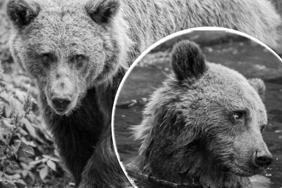Nach 30 Jahren im Schweriner Zoo: Braunbär-Dame Lena ist tot