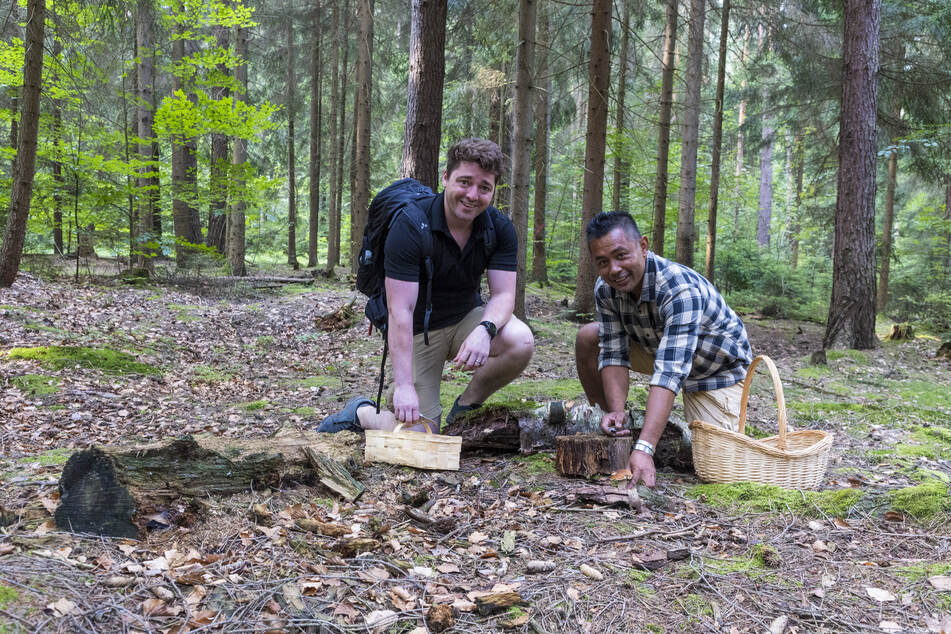 Quinn Besford (35, l.) und Rolando Omac (49): Zwei "Aussies" suchen Pilze im Tharandter Wald.