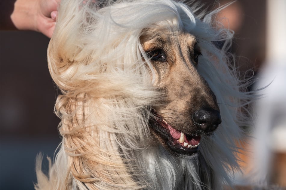 Afghan hounds are strange-looking creatures and can be a real challenge.