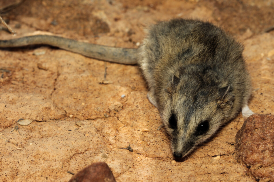 Die rund 20 Arten der Schmalfuß-Beutelmaus (im Englischen "Dunnart") leben in Australien und Neuguinea.