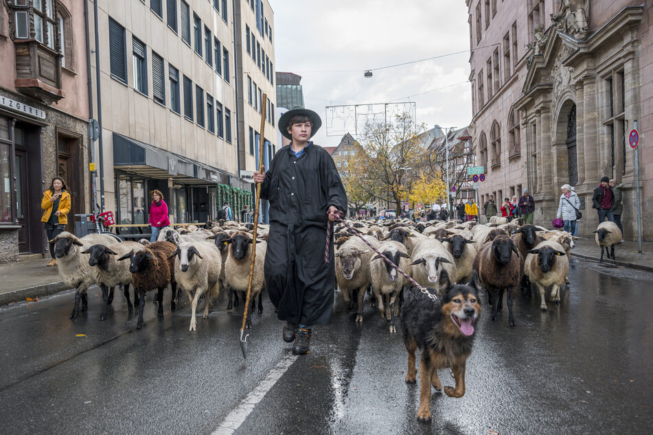 Tim Gackstatter, Sohn des Schäfers Thomas Gackstatter, zieht mit den Schafen durch die Nürnberger Innenstadt.