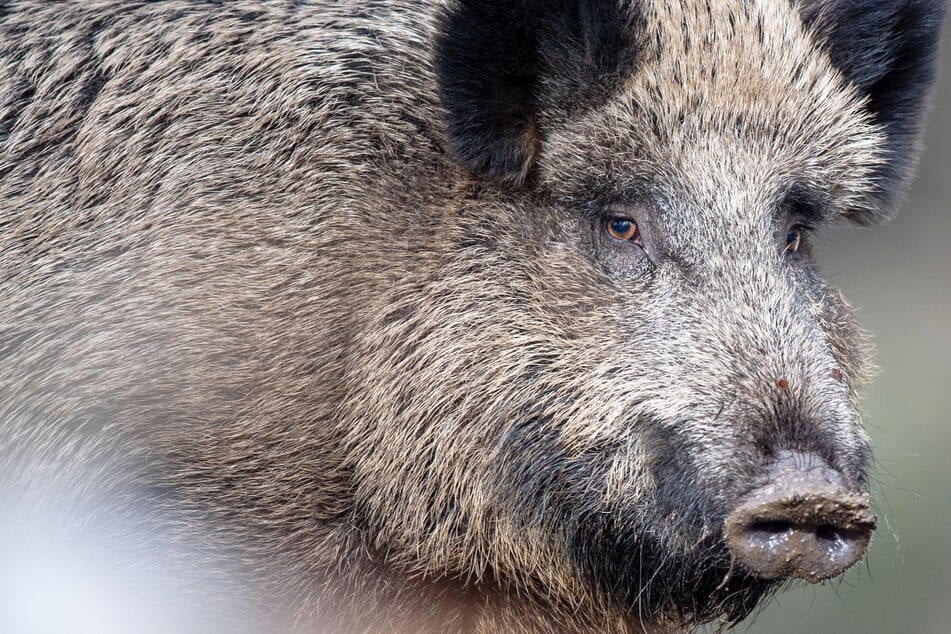 Einfach kein Schwein gehabt! Mutmaßlicher Erpresser von Rotte bei Flucht ausgebremst