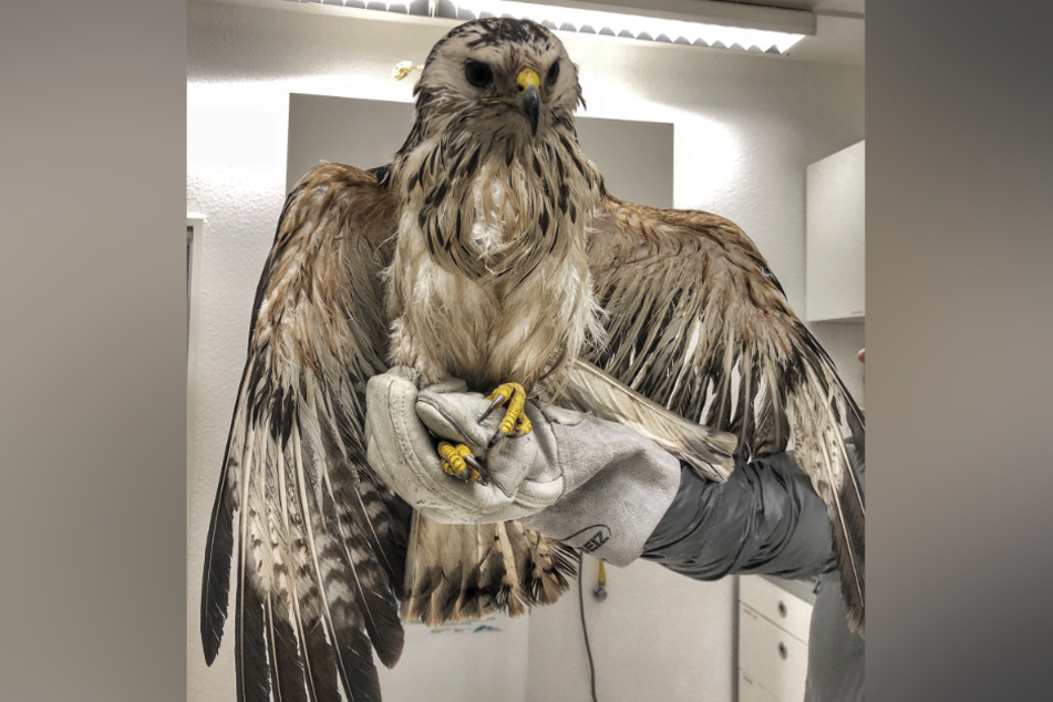 Der Bussard musste von einem Feuerwehrmann aus der Erft befreit werden.