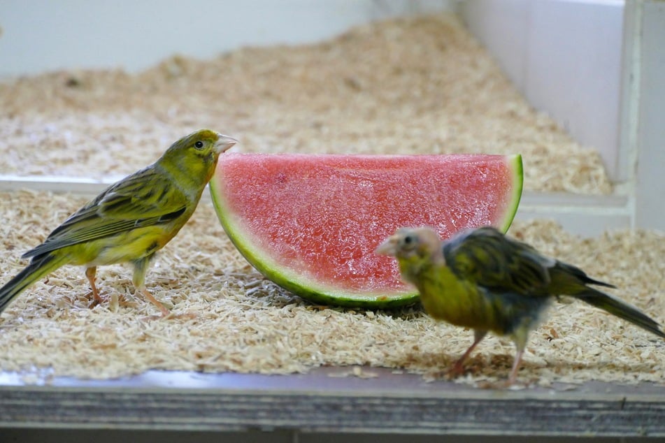 Während die Tierheim-Bewohner sommerliche Erfrischungen genießen, dürfen sich Besuche an zahlreichen Verkaufsständen umschauen.