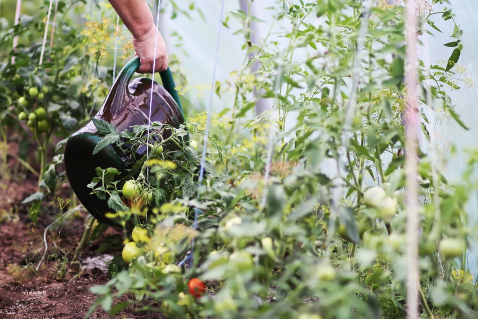 Um einen Grünkragen bei Tomaten zu vermeiden, darf man die Pflanze jedoch auch nicht zu viel gießen.