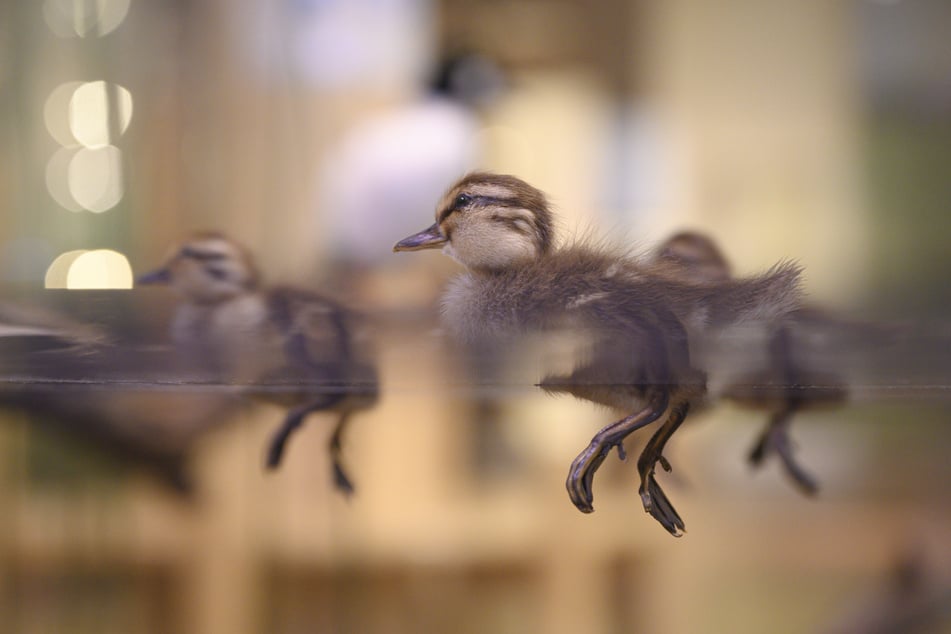 Auch diese präparierten Entenküken gehören zur Ausstellung und werden irgendwann verpackt.