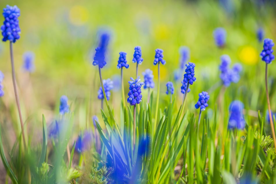 Gartenarbeit im April: So lässt Du den Frühling herein