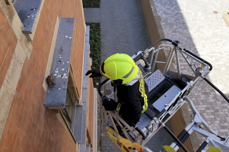 Ein Feuerwehrmann holt den Falken mit der Drehleiter von dem Fenstersims.