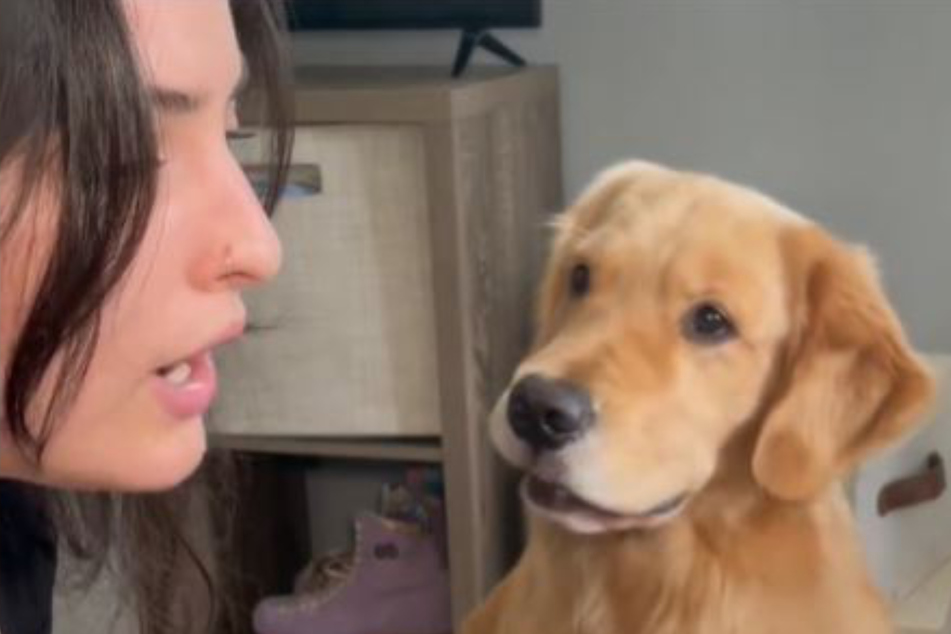 Frau legt Golden Retriever dreist herein: Wie der Hund reagiert, lässt Herzen nur so schmelzen