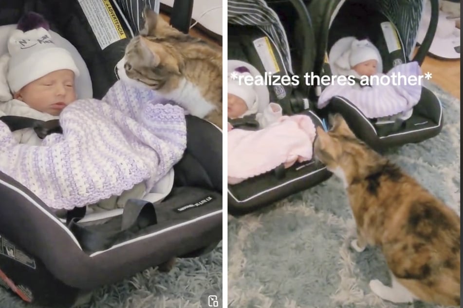 This rescue cat's reaction to her owner's twins is adorable.