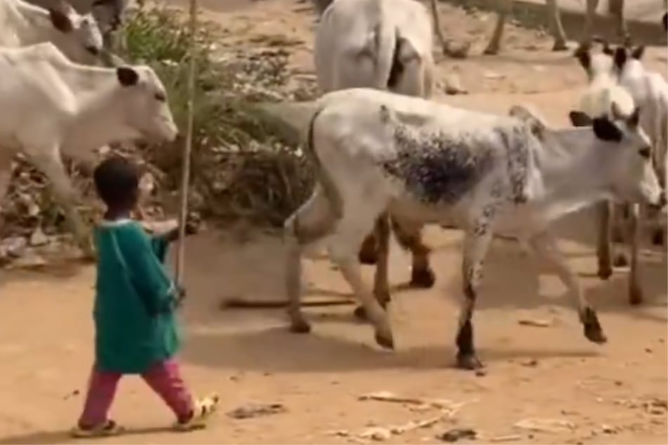 "Achtung, hier kommt der Hirte!" Der kleine Junge kennt keinerlei Hemmungen und Berührungsängste, wenn es um "seine" Kühe geht.