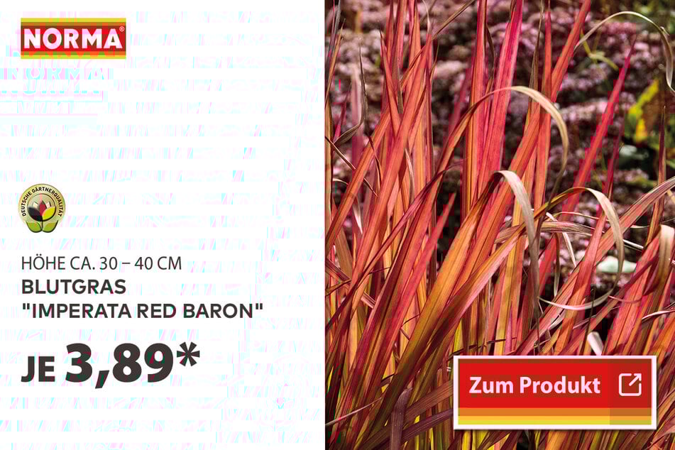 Blutgras "Imperata Red Baron" für 3,89 Euro