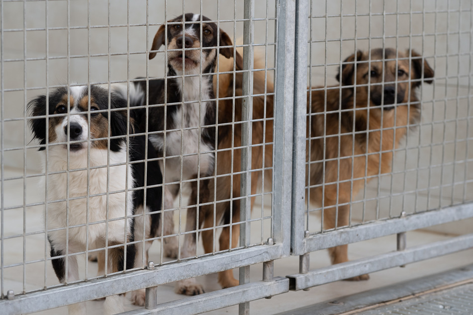 Viele Hunde kamen während der Corona-Pandemie kurz aus den Tierheimen, wurden aber wenig später wieder abgegeben.