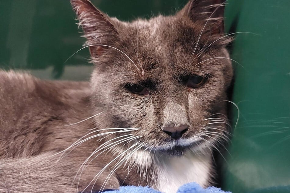 Während der Vierbeiner im Tierheim aufgepäppelt wird, sucht die Polizei nach den Tätern. Der Tierschutzverein hat in diesem Zuge eine Belohnung ausgesetzt.