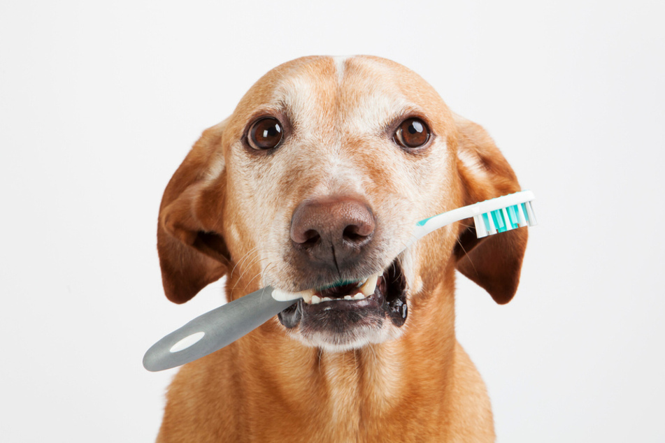 Die 4 besten Hundezahnbürsten für die richtige Zahnpflege von Hunden