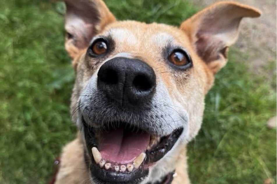 Het dierenasiel Dellbrück nabij Keulen zoekt een nieuw thuis voor de vriendelijke hond Dalma.