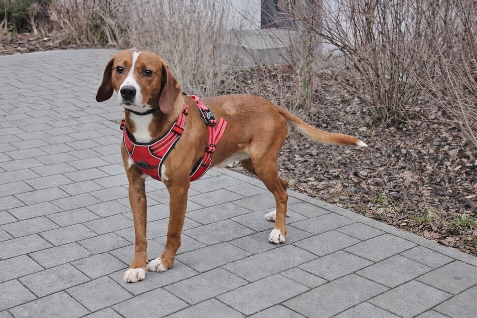 Als Jagdhund bringt Cap einen ausgeprägten Bewegungsdrang mit. Wer kann ihn auslasten?