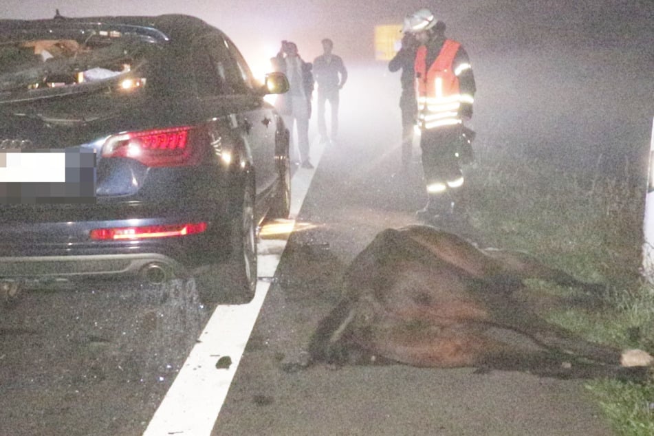Pferd bricht aus Koppel im Odenwald aus, wird von Auto erfasst und stirbt