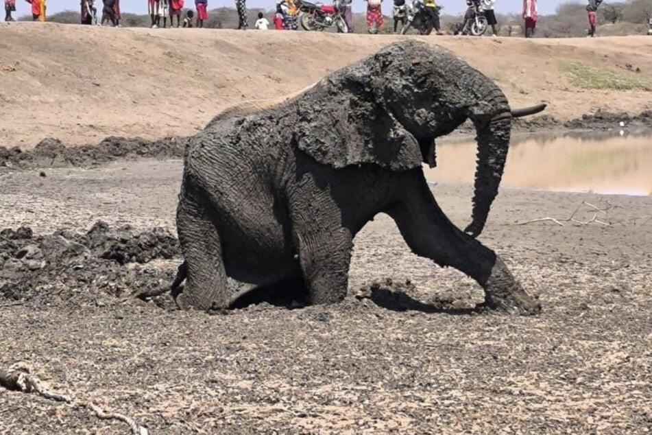 Mithilfe eines Seils konnten die Retter des Sheldrick Wildlife Trust das Tier aus dem Schlamm befreien.