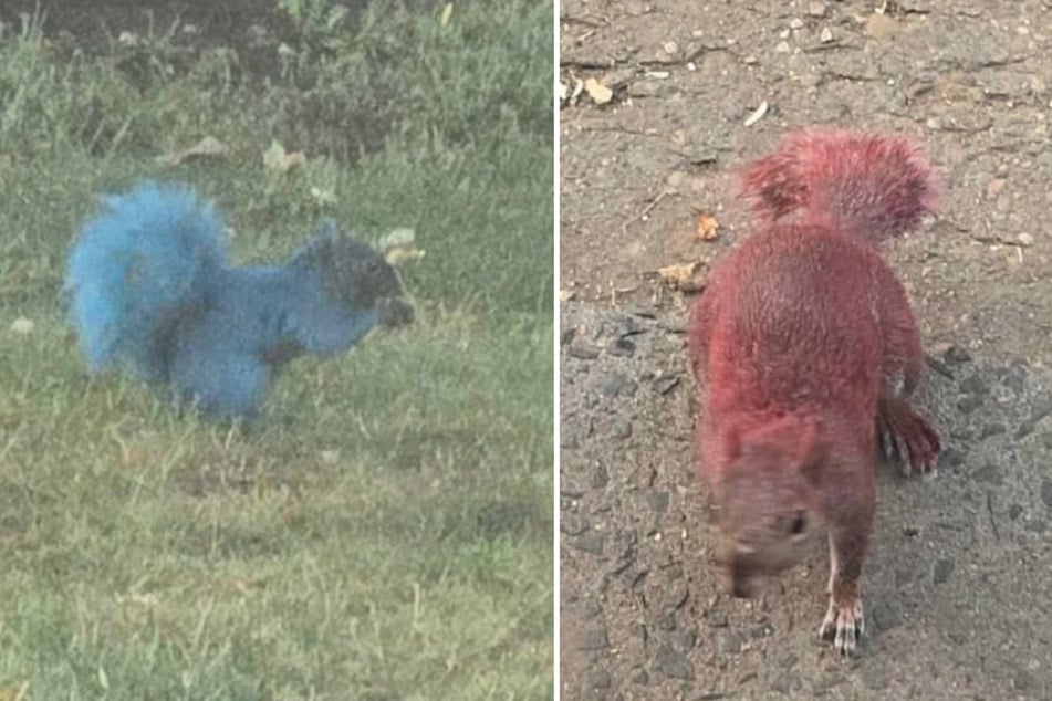 Los residentes no pueden creer lo que ven: roedores de colores brillantes vuelven peligrosas las calles