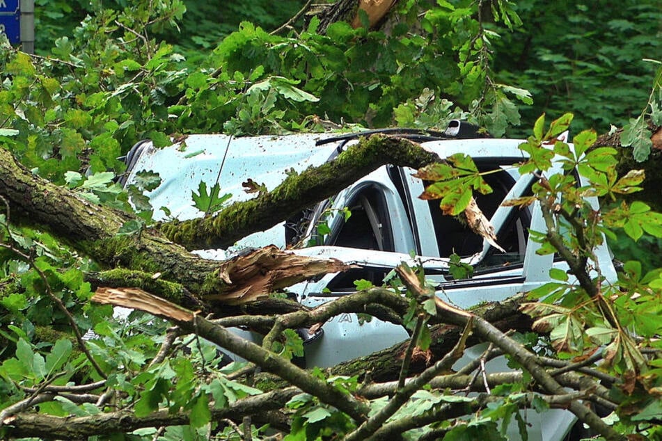 Der Dacia wurde förmlich unter dem Baum begraben.