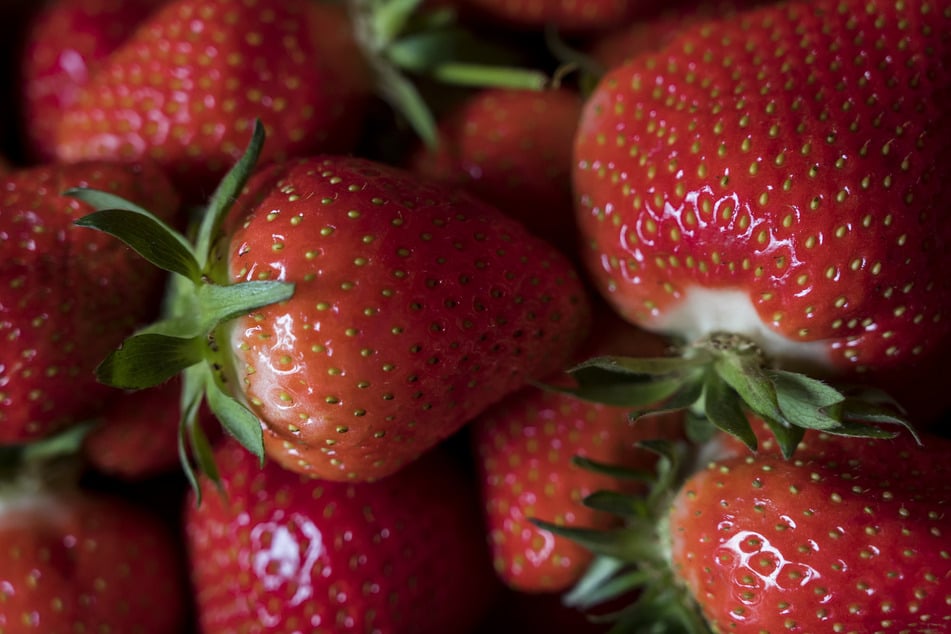 In Thüringen wurden am Wochenende bereits die ersten Erdbeeren geerntet. (Archivbild)