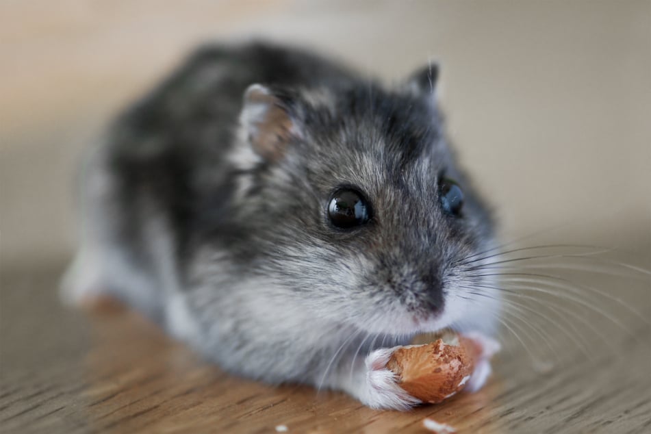 Nüsse und andere Leckerlis sollten Hamster nur selten bekommen.