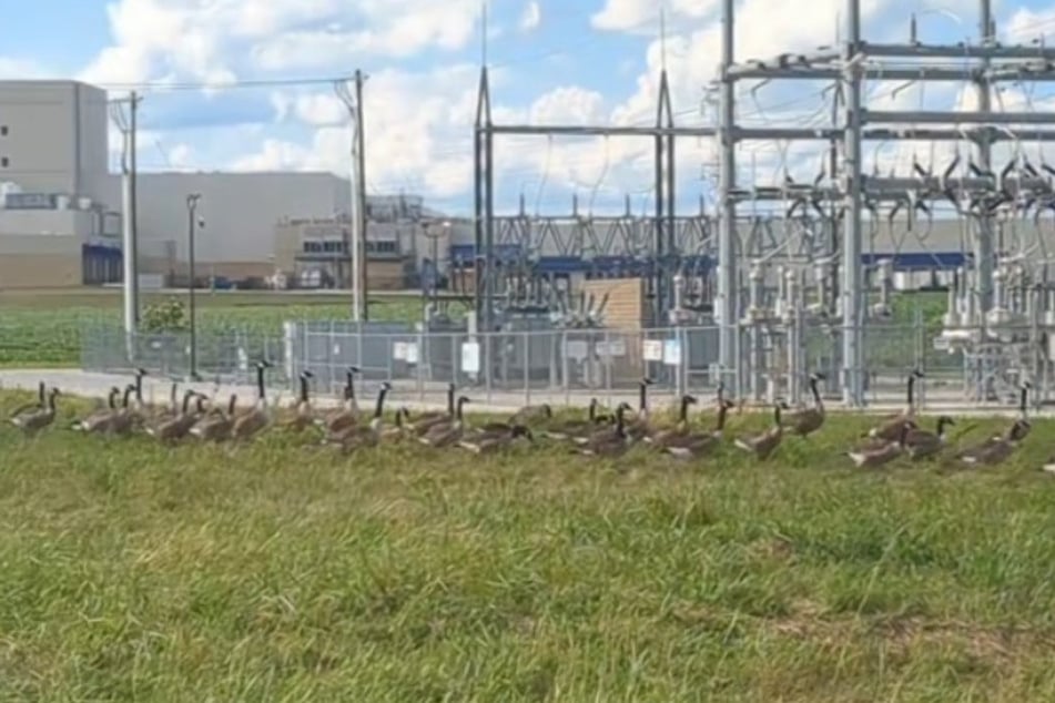 Looking to her left, Libby Hackett witnessed an XXL goose march.