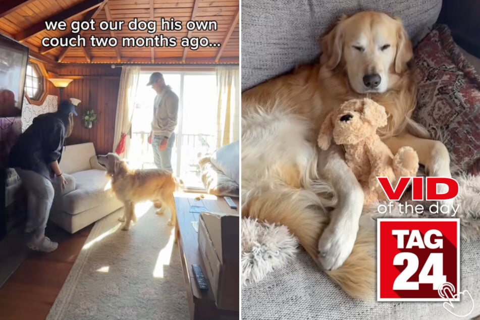 These dog owners got their precious golden retriever his very own couch!