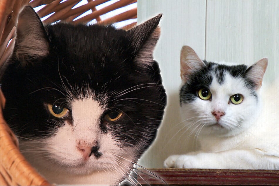 Die Geschwister Perli und Dragen (beide neun Jahre alt) suchen ein neues Zuhause.